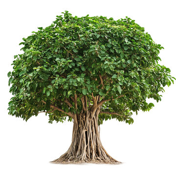 About Viva Foundation