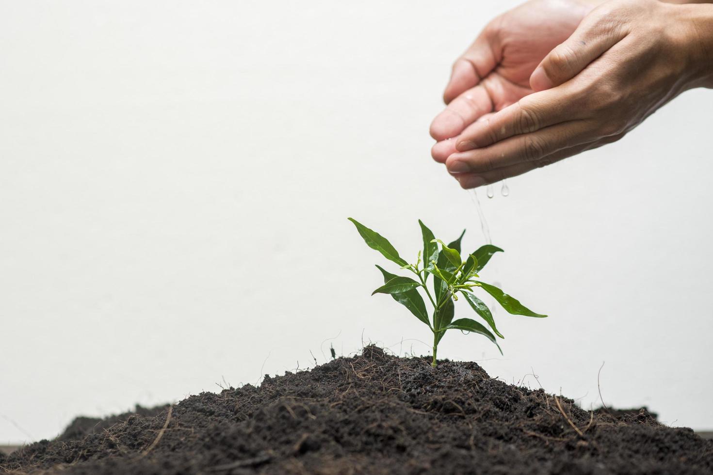 About Viva Foundation