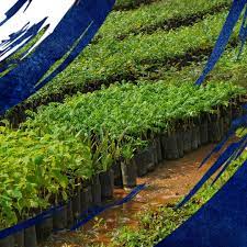 About Viva Foundation